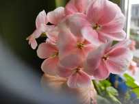 Pelargonie rabatowe