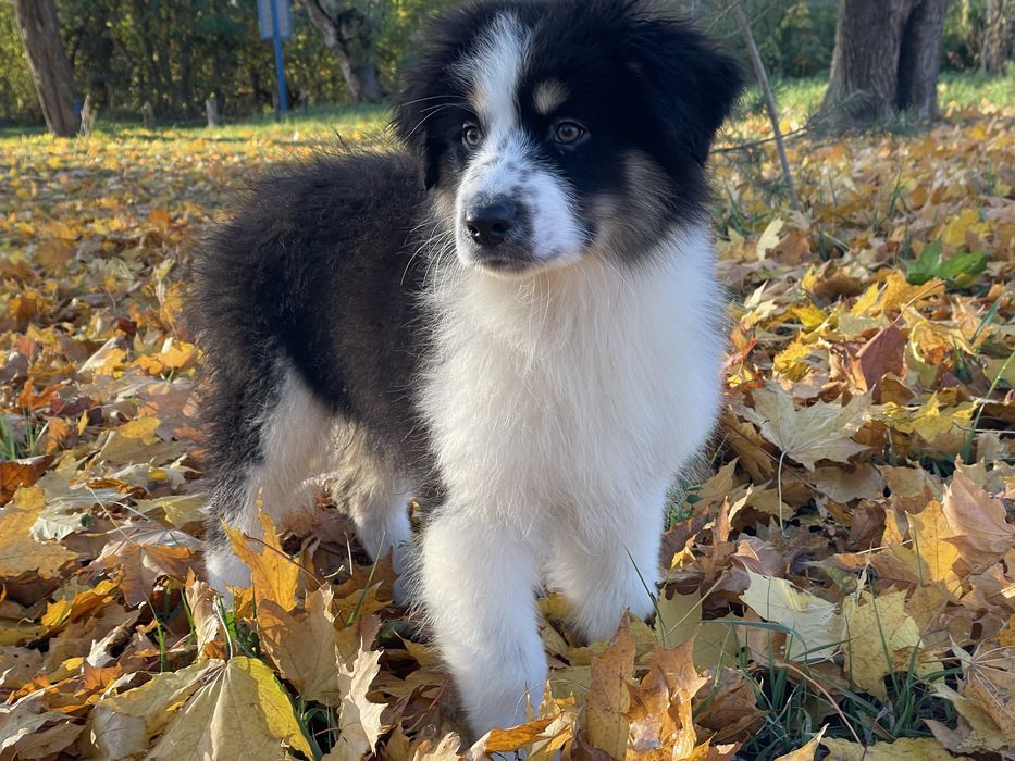 Австралійська вівчарка Ауссі хлопчик