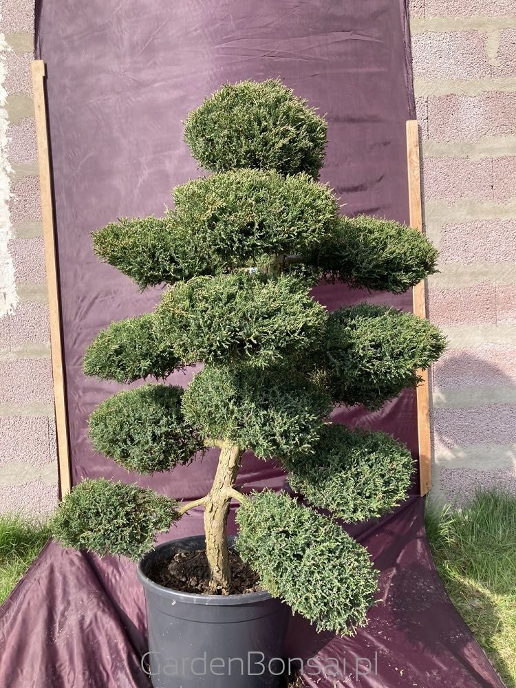 Drzewko BONSAI z jałowca - DOSTAWA - 130 cm - OKAZJA