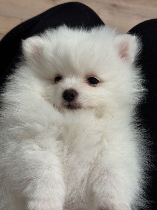 Pomeranin & Maltipom