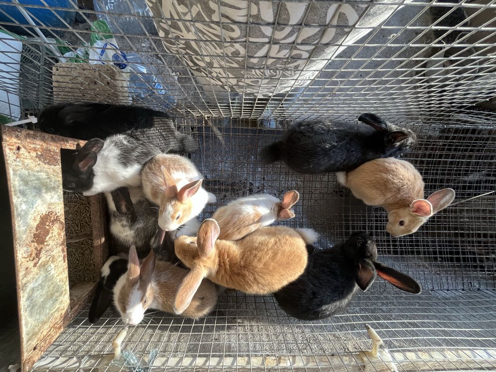 Coelhos Caseiros