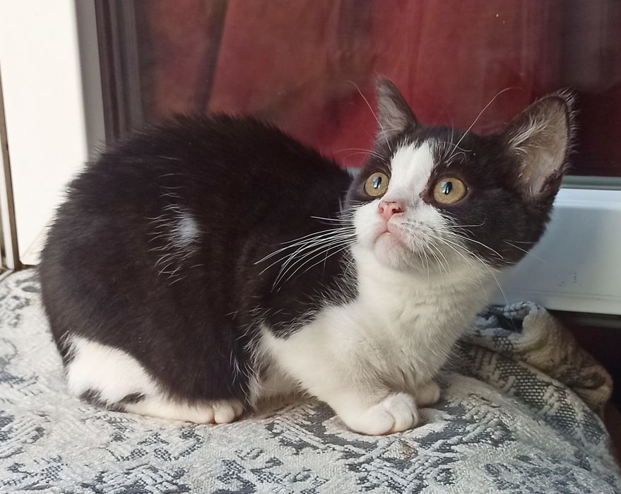 Девочка чёрно - белая