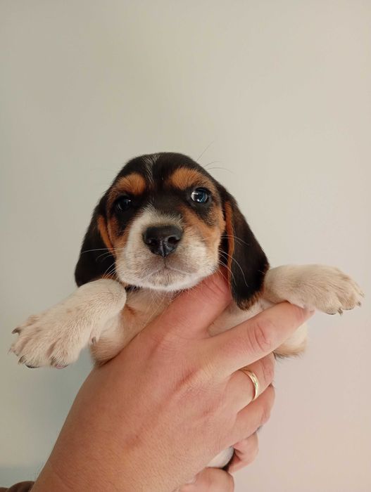 Maly beagle (Fuks) szuka domu