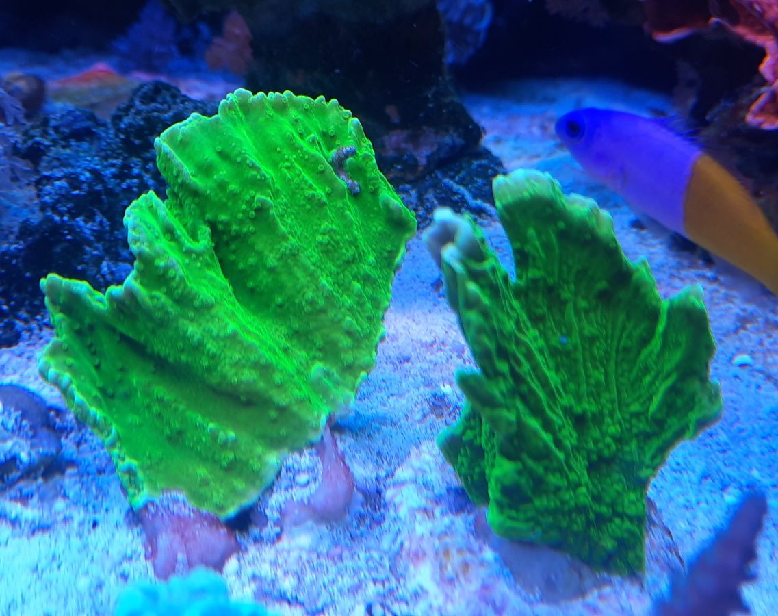 Montipora różne odmiany