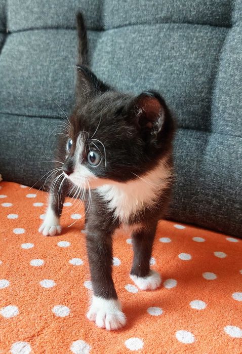 Mały Lucuś szuka domku!