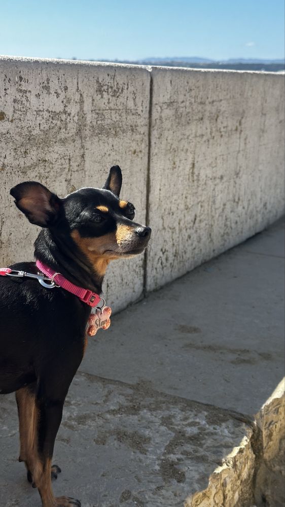 pet sitting / walking