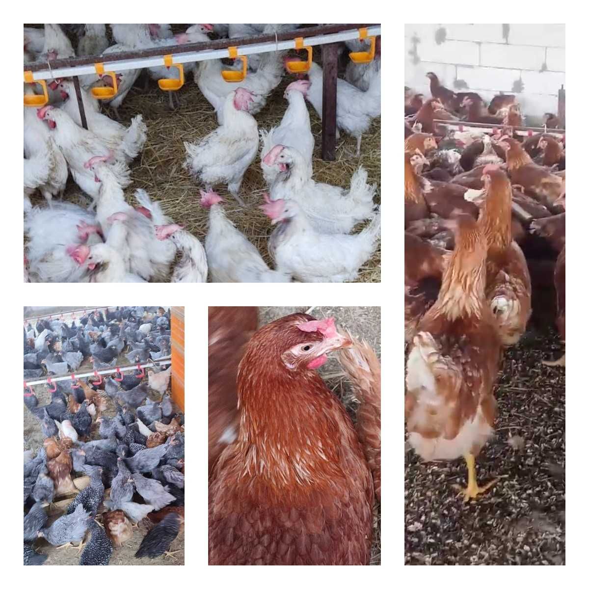 Продам кури несушки! Доставка безкоштовна. Гайворон!
