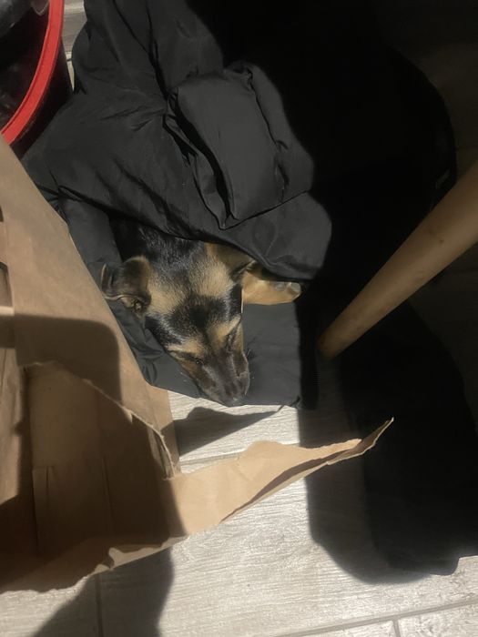 Pies owczarek niemiecki