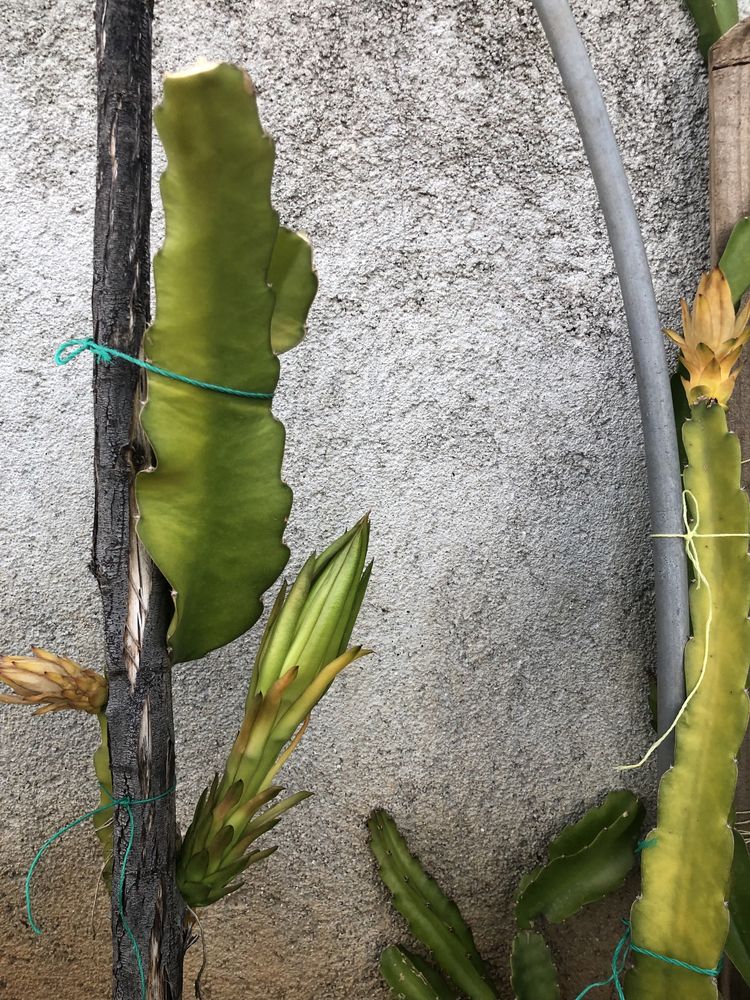 Pitaias de polpa rosa ou branca