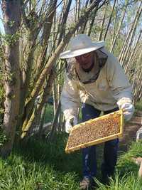 Rodziny pszczele - Krainka