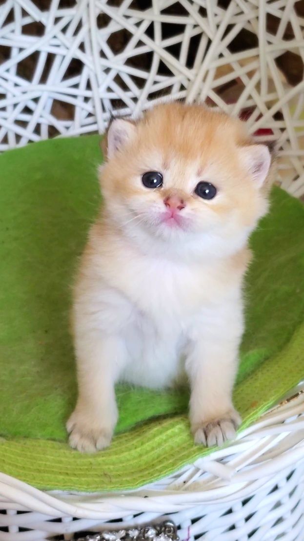 Нежненькие и ручные лапули, котята золотая шиншилла