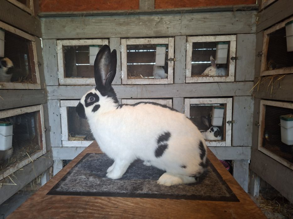 Olbrzym srokacz czarny rodowód