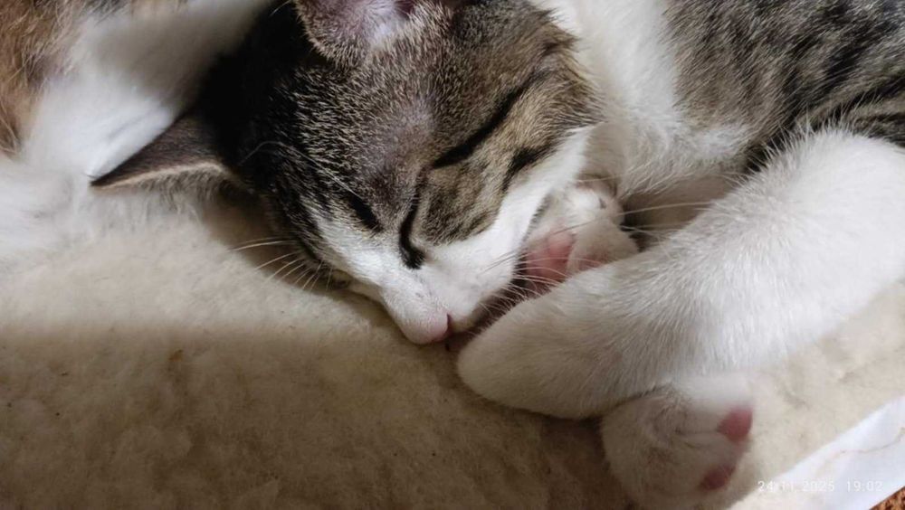 kocurek i kotka proszą o dom