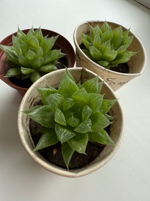 Хавортія Купера сукуленти Haworthia Cooperi