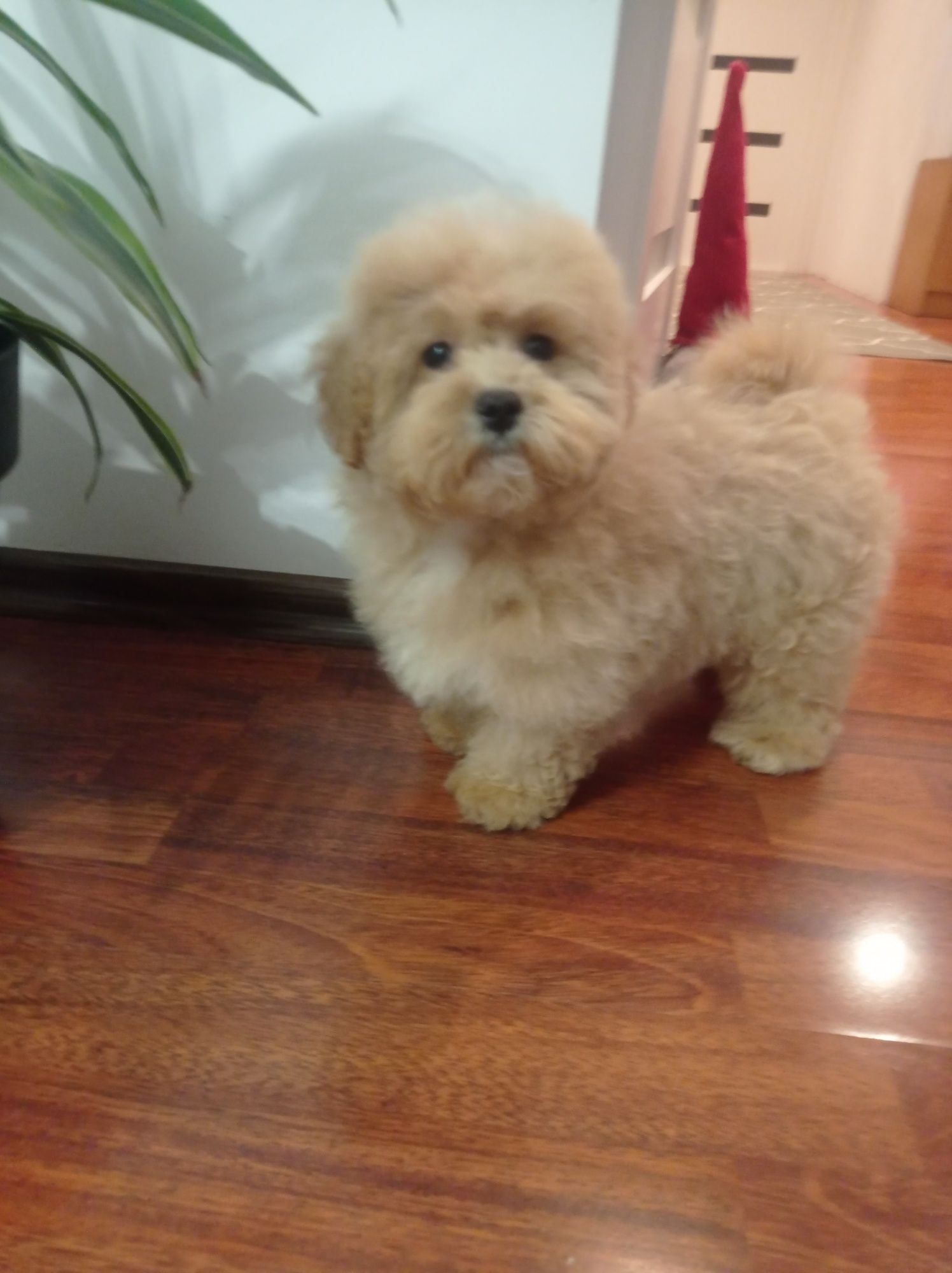 Maltipoo maltańczyk & pudel toy piesek