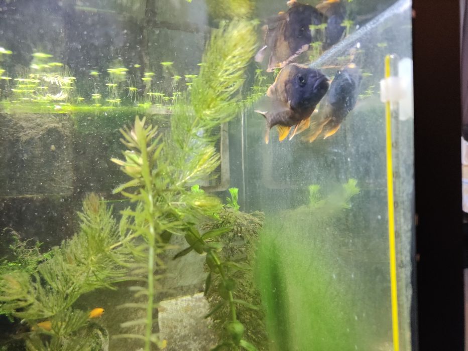 Ciclídeo Aulonocara