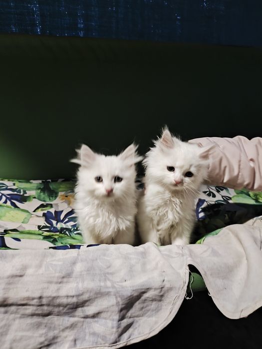 Кошенята Британські