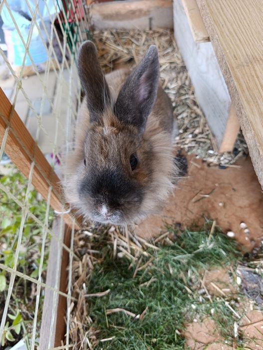 Подарую кроліка.