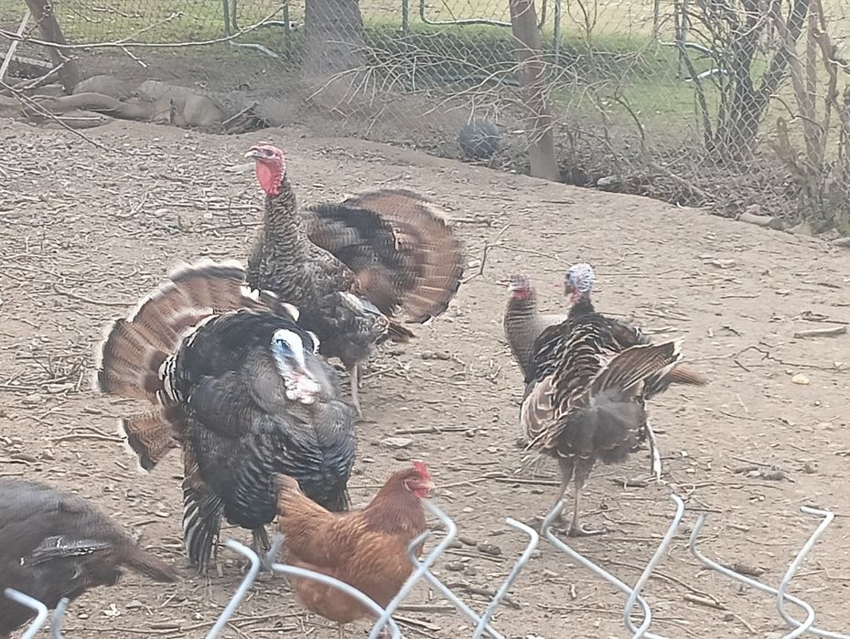 Gęsi,indyki  ekologiczne mięso tuszki