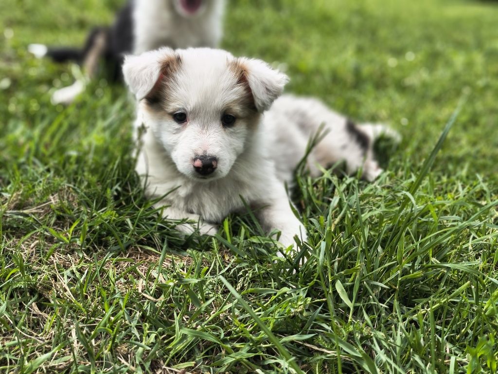 Suczka border collie tri merle 1