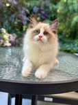 Ragdoll cudowny kocurek seal bicolor z domowej hodowli