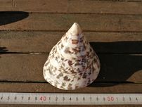 Concha de caracol