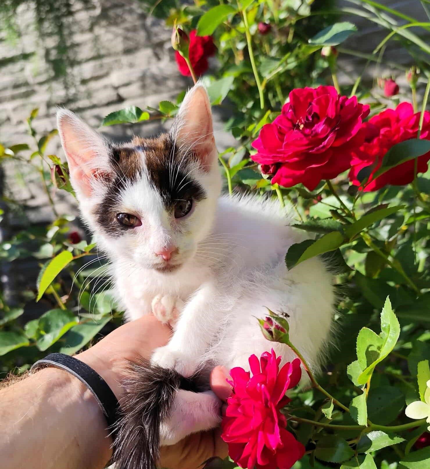 Zelda szuka domku
