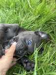 Niebieska suczka cane corso utytułowani przodkoeie FCI ODBIÓR