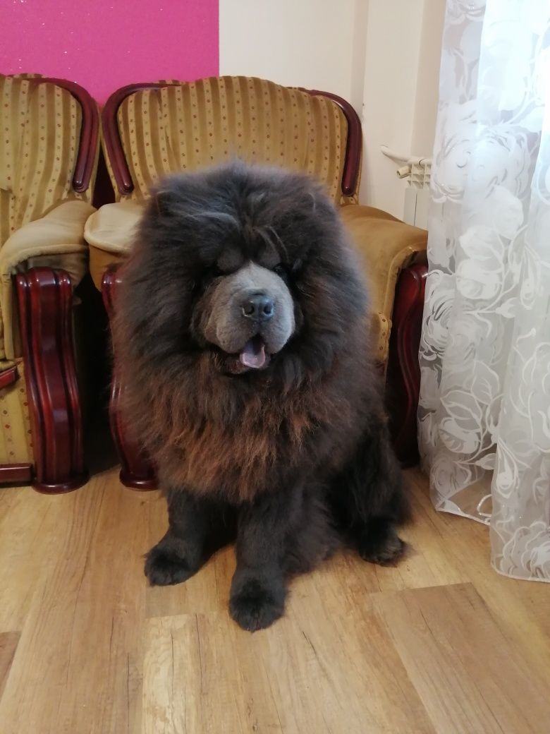 Chow Chow dorosły