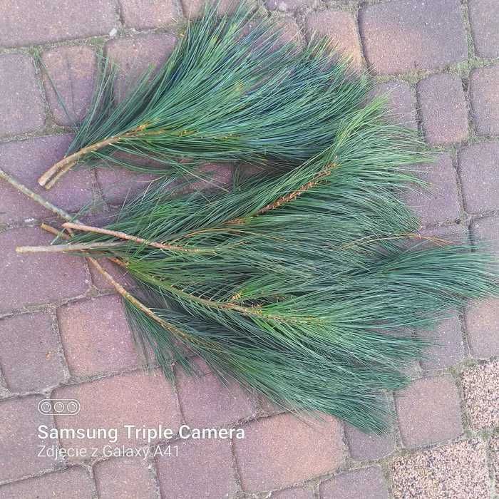 Żywe gałązki sosny himalajskiej