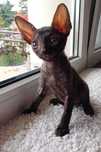 Kot  Cornish Rex