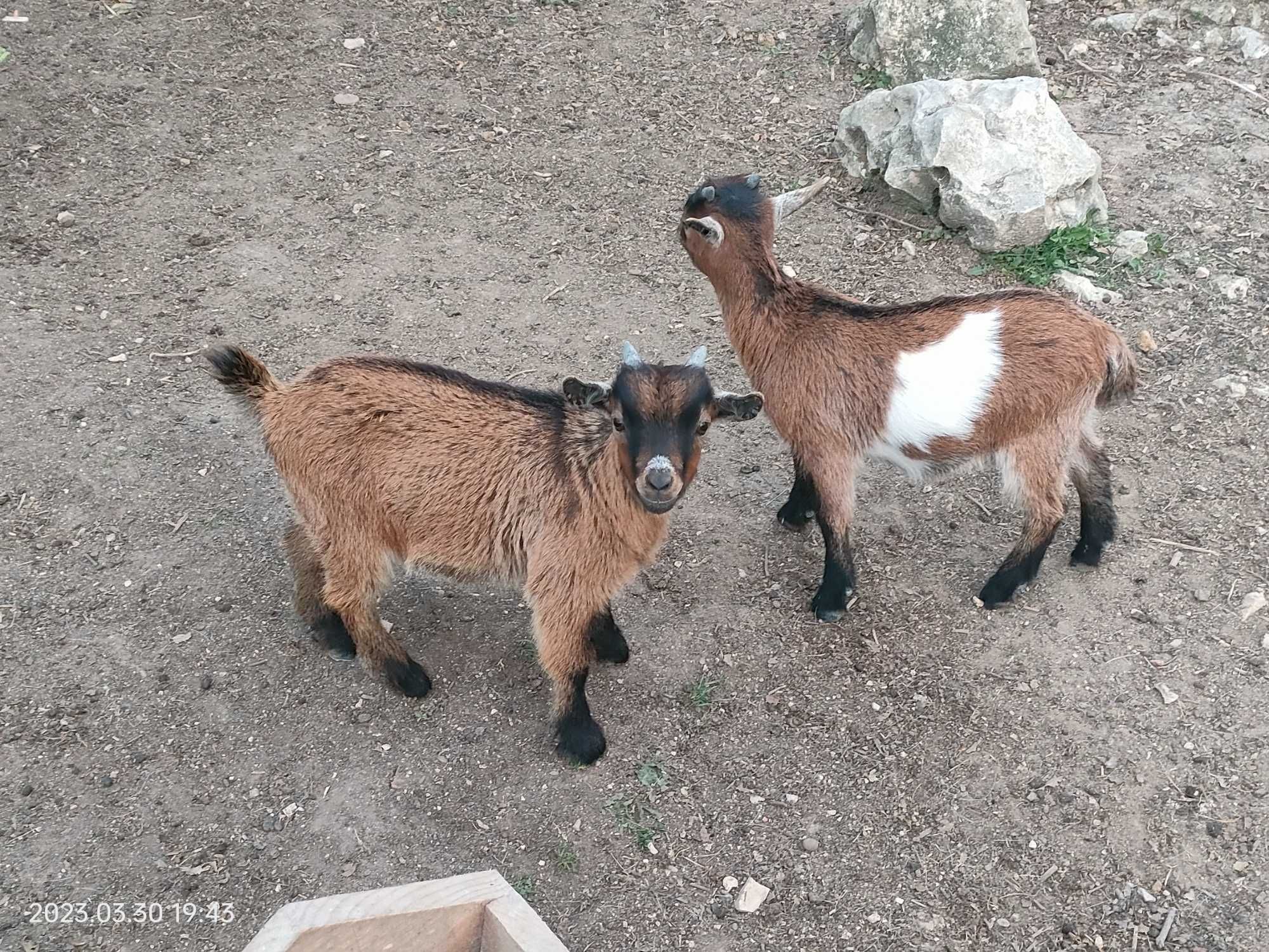 Cabras anãs habituadas a outros animais