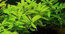 hygrophila polysperma
