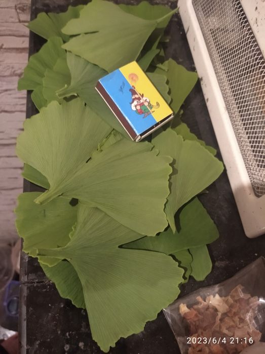 Саджанець Гінкго Білоба