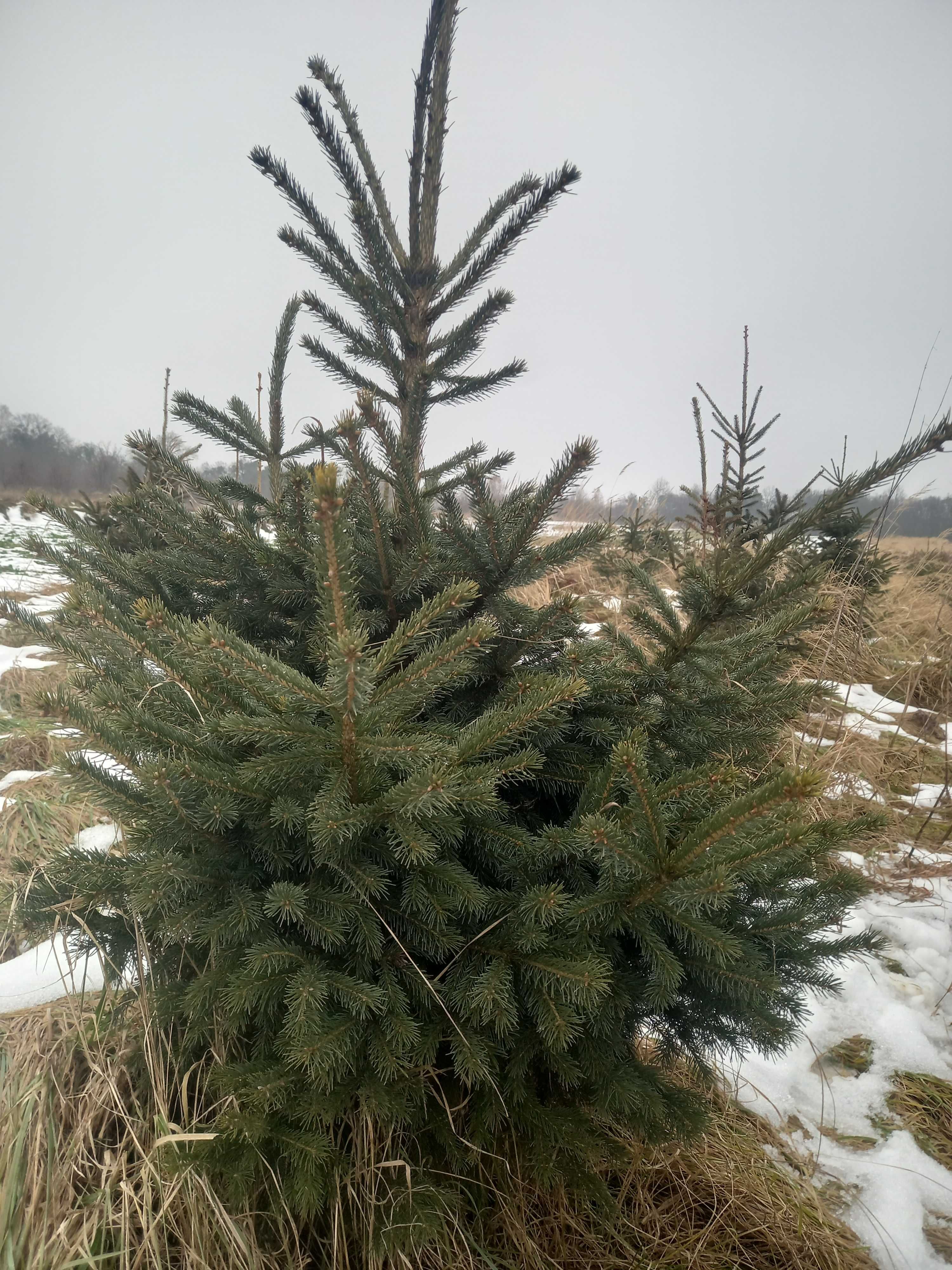 Świerk srebny kaukaski