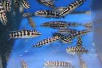 Tanganika Julidochromis transcriptus wysylam