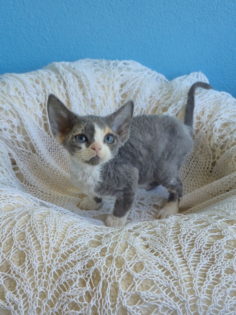 Koteczka Devon Rex FPL