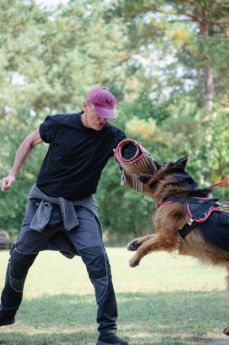 Цуценята німецької вівчарки . Запис