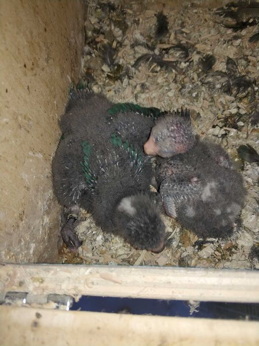 Kakarikis para criar a mão