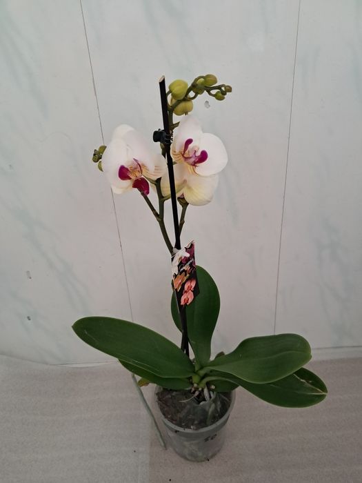 Продам орхідеї квітучі