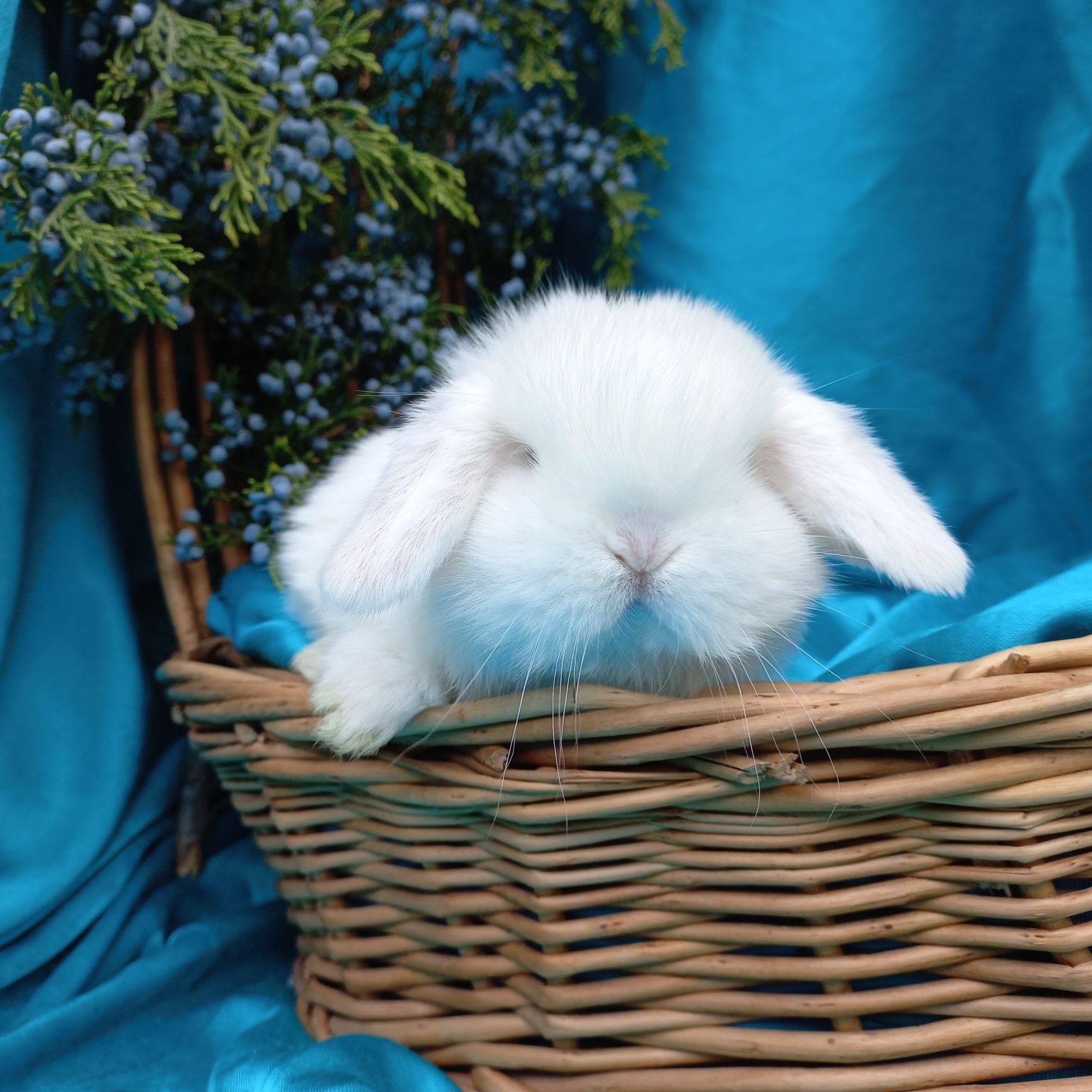 Карликовый крольчонок мини лоп белый с голубыми глазами