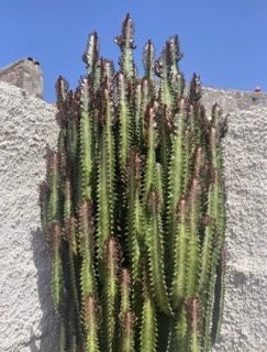 Cacto Euphorbia Trigona Rubra