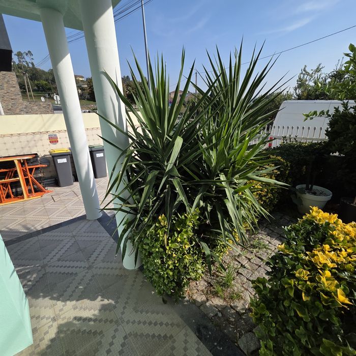 Plantas em vaso ou terra