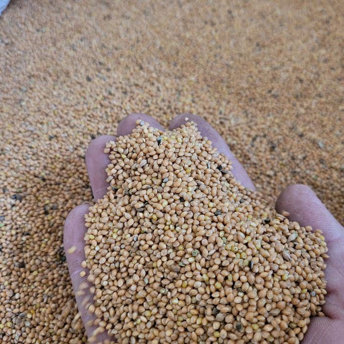 Proso czyszczone  zbiór 2025r 25kg