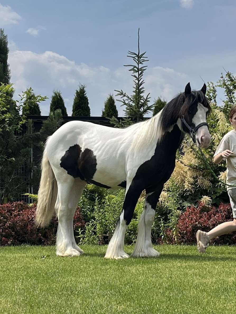 irish cob tinker gypsy cob koń wałach źrebak