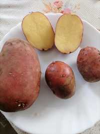Ziemniak sadzeniak odmiana redsonia