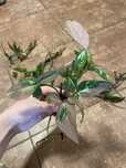 Syngonium red spot tricolor 3 sadzonki