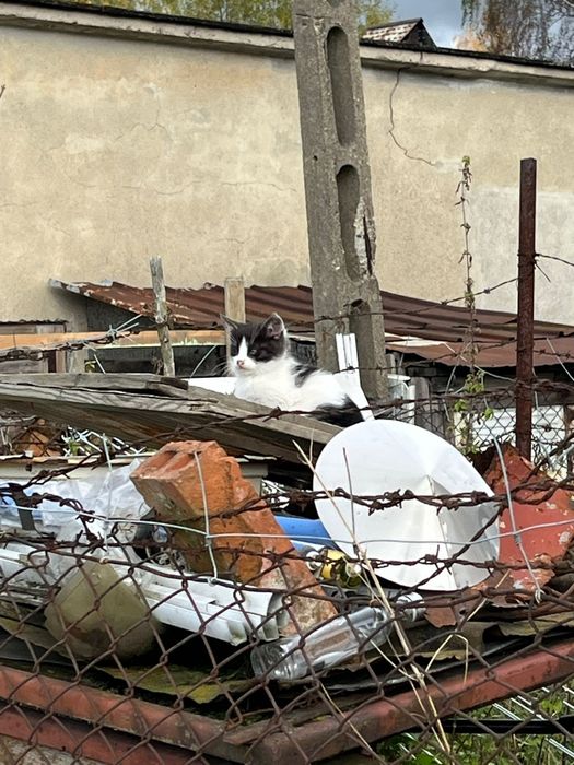 Bezdomne koty  poszukują domu