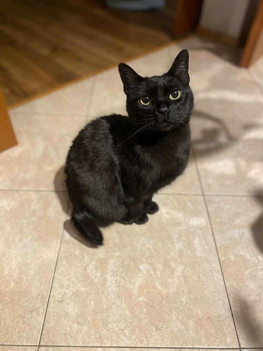 Sana szuka domu! Fundacja "Stawiamy na Łapy"