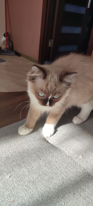 Ragdoll Cherubin Mink kotek rodowód  TICA